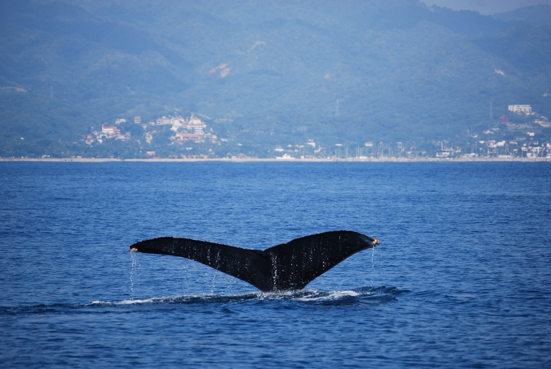 whale 15 resize